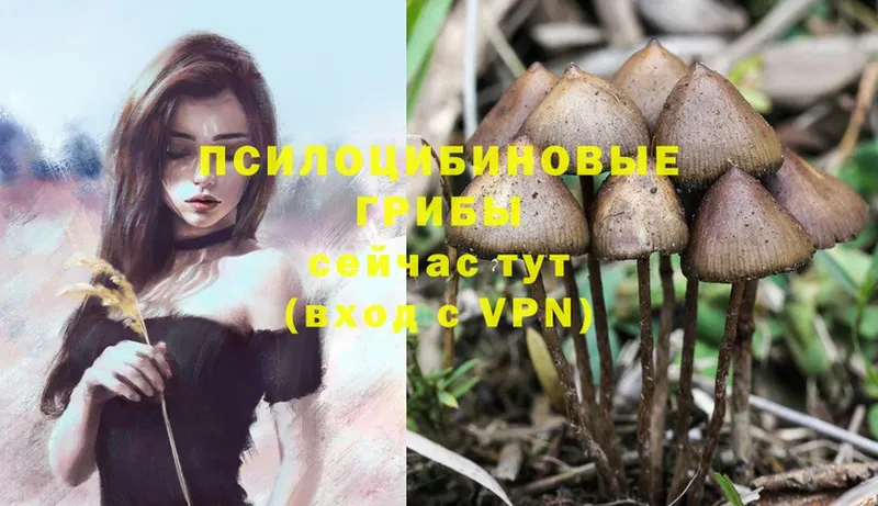 нарко площадка состав  hydra онион  Ртищево  Галлюциногенные грибы MAGIC MUSHROOMS 